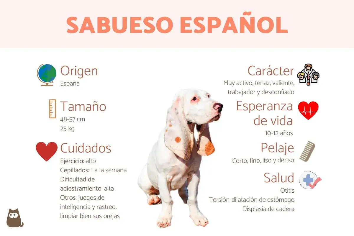 Un perro sabueso español, blanco con manchas marrones, con orejas largas y caídas. La imagen muestra información sobre su origen, tamaño, cuidados, carácter, esperanza de vida, pelaje y salud.