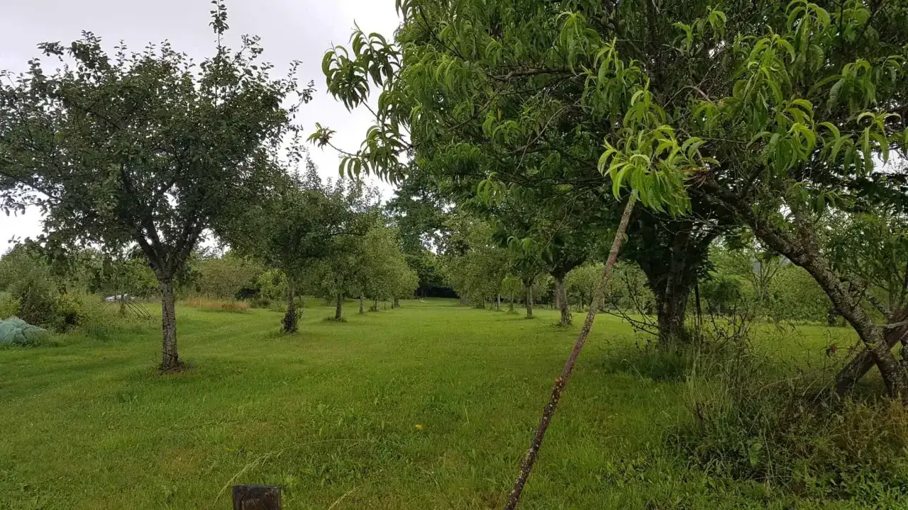 Un verger verdoyant avec plusieurs rang&eacute;es d'arbres fruitiers. On peut se demander combien d'arbres fruitiers pour 1000 m2 pour un tel espace.