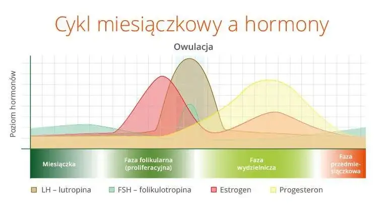 kalendarz cyklu menstruacyjnego