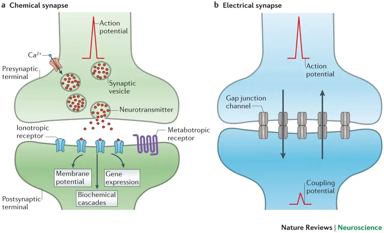 Chemische Synapse: Neurotransmitter überwinden den synaptischen Spalt. Elektrische Synapse: Ionen fließen direkt durch Gap-Junction-Kanäle.