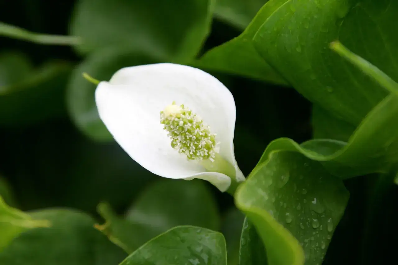 Une d&eacute;licate calla plante blanche &eacute;merge de feuilles vertes luxuriantes, certaines parsem&eacute;es de gouttes de ros&eacute;e.