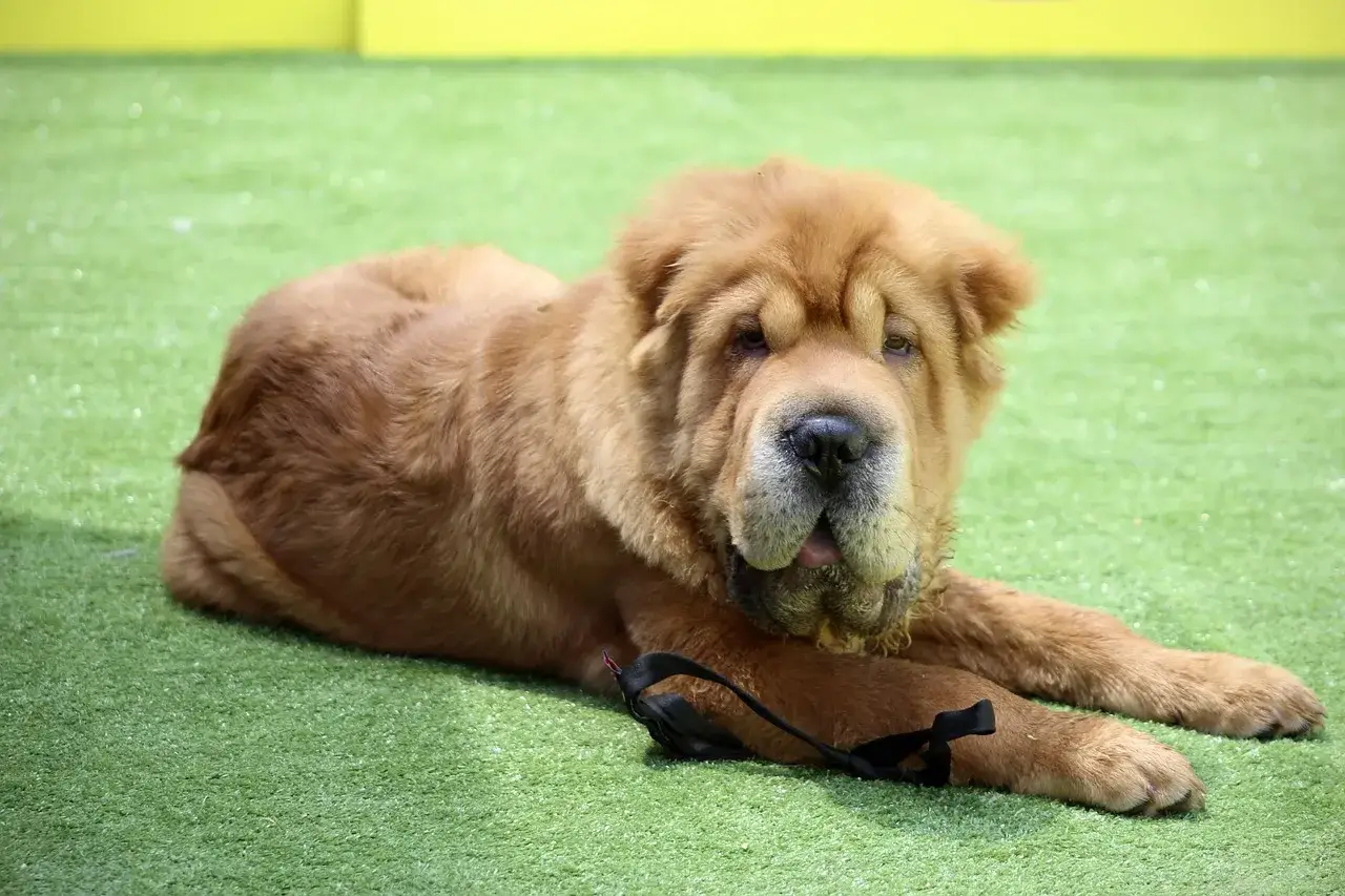 Brązowy shar pei długowłosy z charakterystycznymi zmarszczkami leży na zielonej trawie.