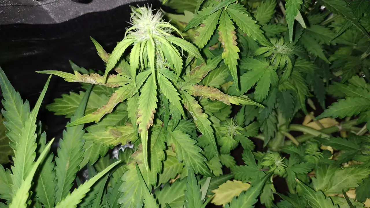 kwitnąca marihuana w zbliżeniu