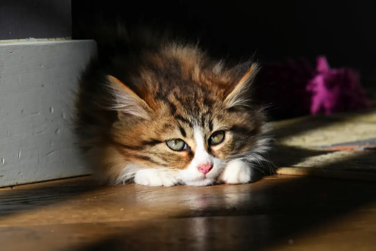 S&ouml;t kattunge med gr&ouml;na &ouml;gon vilar p&aring; tr&auml;golvet. Kanske funderar den p&aring; om Fortiflora katt biverkningar &auml;r n&aring;got att oroa sig f&ouml;r.