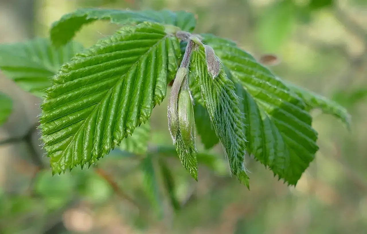 Frühlingserwachen: Junge, grüne Blätter und Knospen der Hainbuche entfalten sich.