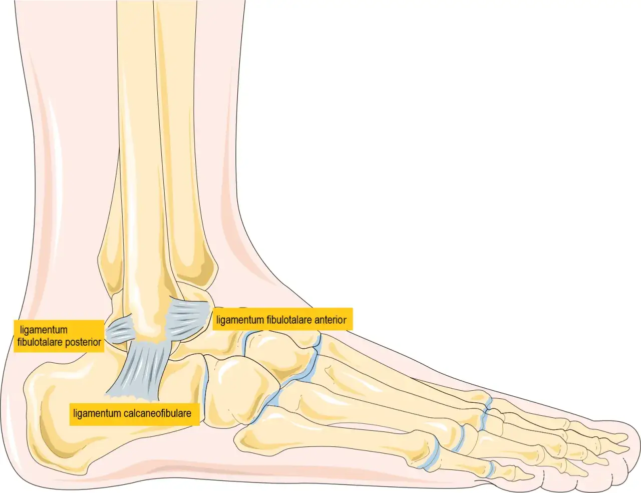 Illustration av fotens ledband, inklusive ligamentum fibulotalare anterior, posterior och ligamentum calcaneofibulare, som visar hur de stabiliserar fotleden.