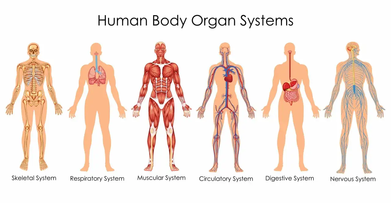 Ilustracje przedstawiające układy ludzkiego ciała: szkieletowy, oddechowy, mięśniowy, krwionośny, trawienny i nerwowy. Idealne do nauki anatomii.