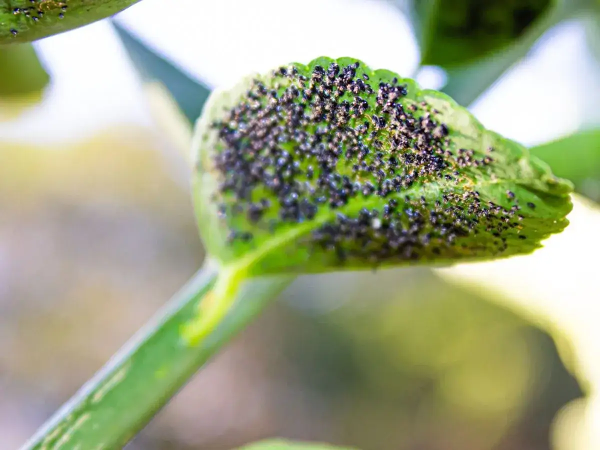 Un pulg&oacute;n limonero se reproduce en una hoja verde.
