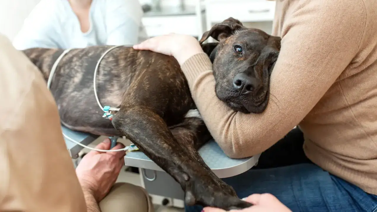Un chien est examiné par des vétérinaires. Sa tête repose sur le bras de sa propriétaire, le rassurant. On se demande quelle est l'espérance de vie d'un chien atteint d'insuffisance hépatique.