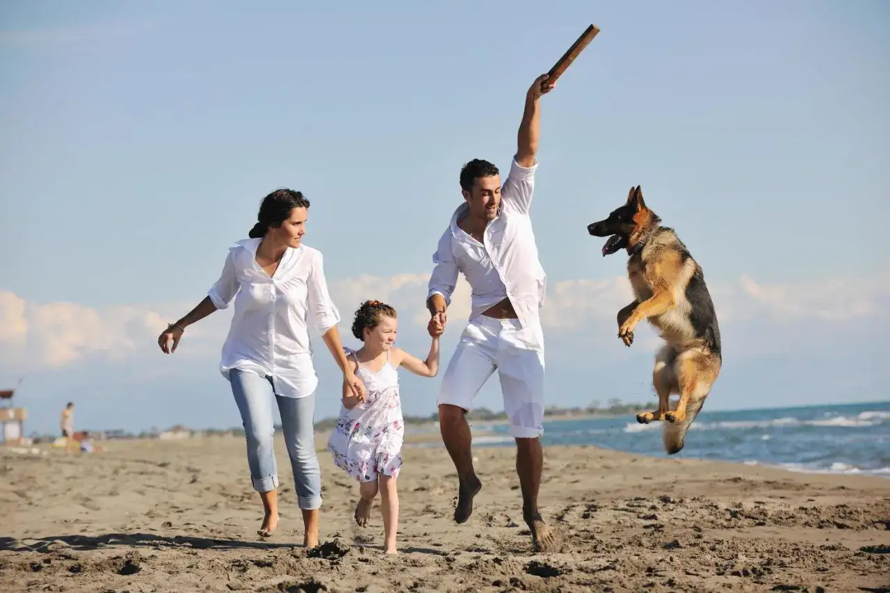 Familia jugando en la playa con perros grandes. El padre lanza un palo mientras el perro salta para atraparlo.
