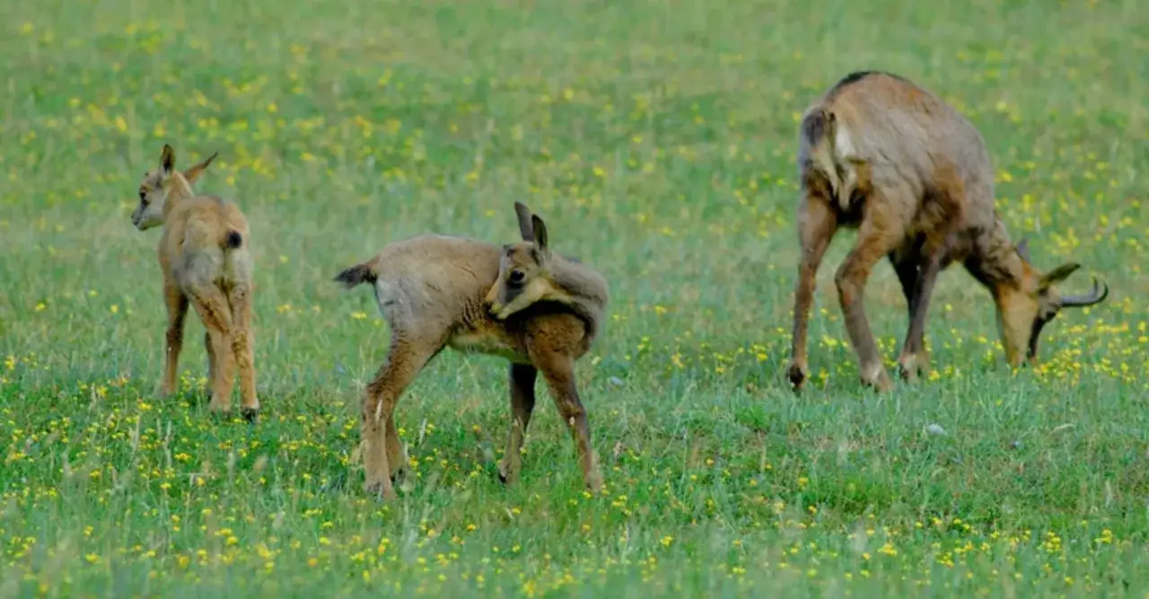 Tre camosci pascolano in un prato fiorito, forse nel parco zoo di Poppi.