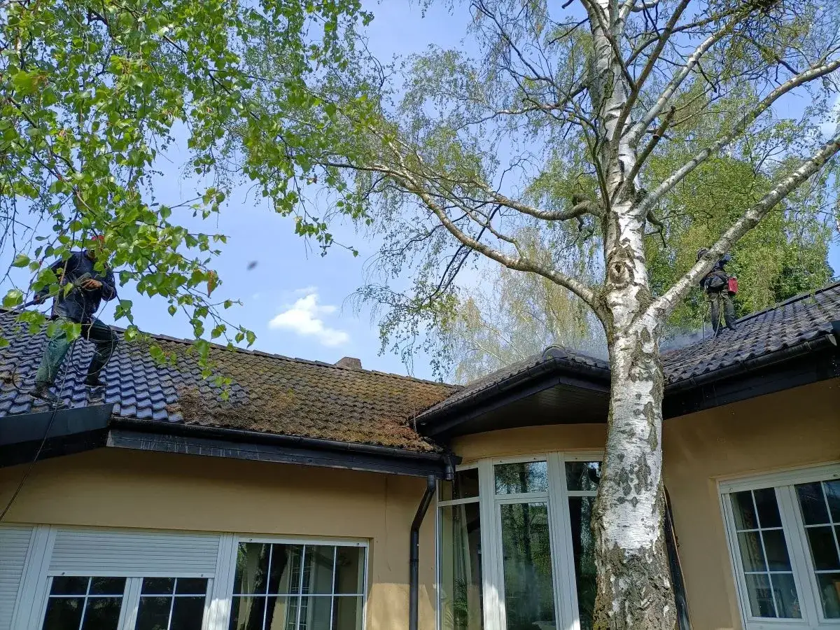 Pracownicy czyszczą dach z mchu, pokazując, jak usunąć mech z gontów bitumicznych.
