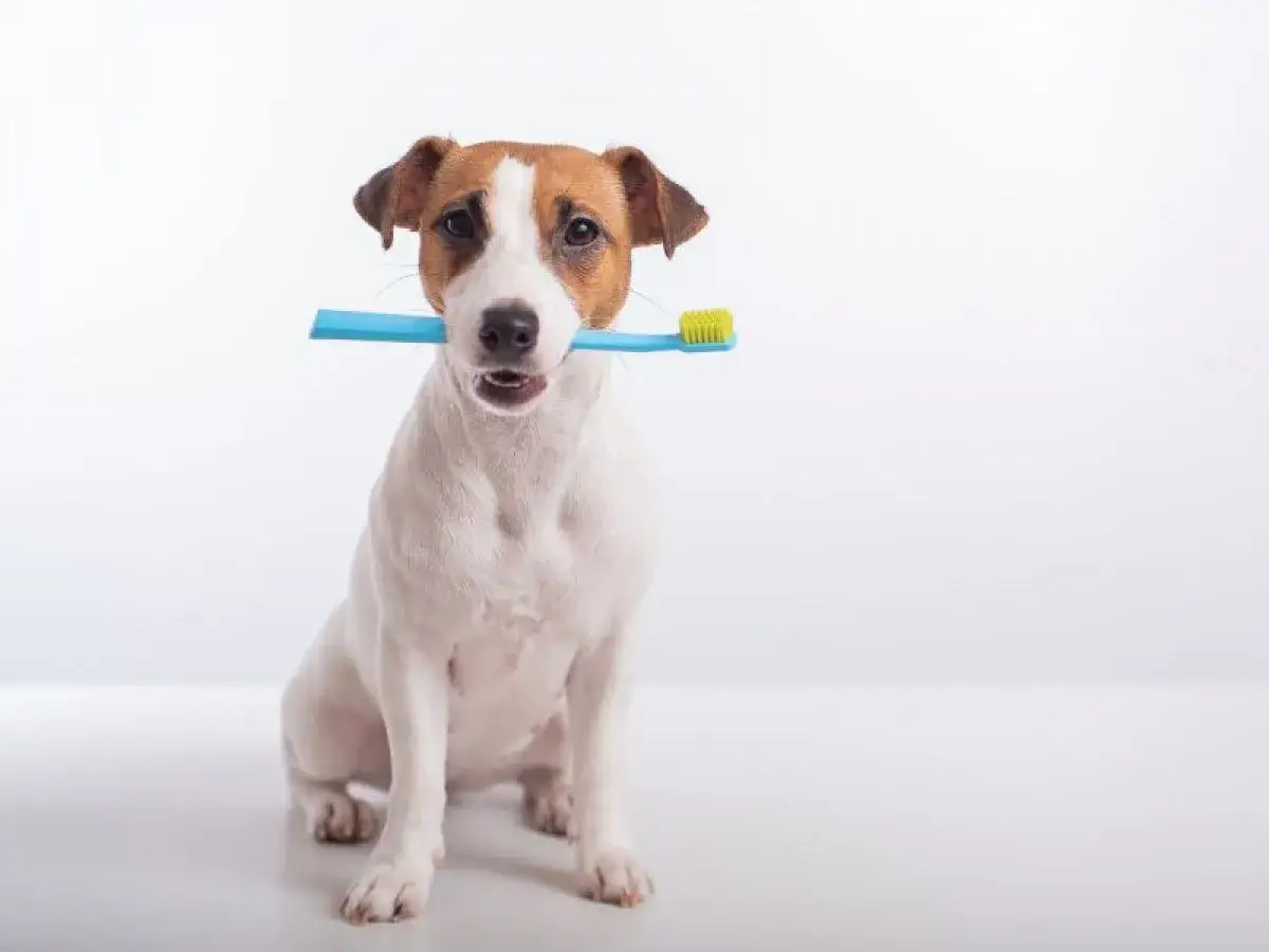 Jack Russell Terrier con cepillo de dientes azul en la boca. ¿Buscas el precio de limpieza dental para perros?