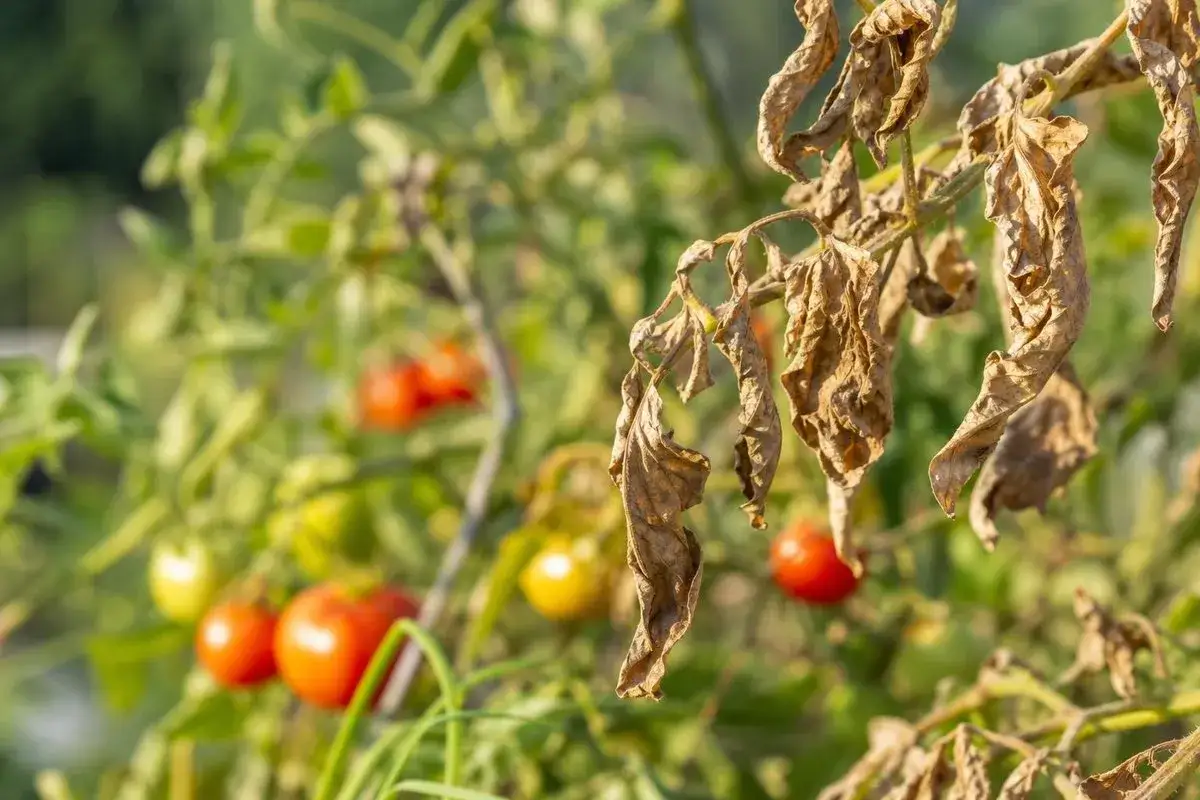 Dessechement des feuilles de tomates, contrastant avec les fruits rouges mûrs. Un signe de stress hydrique ou de maladie.