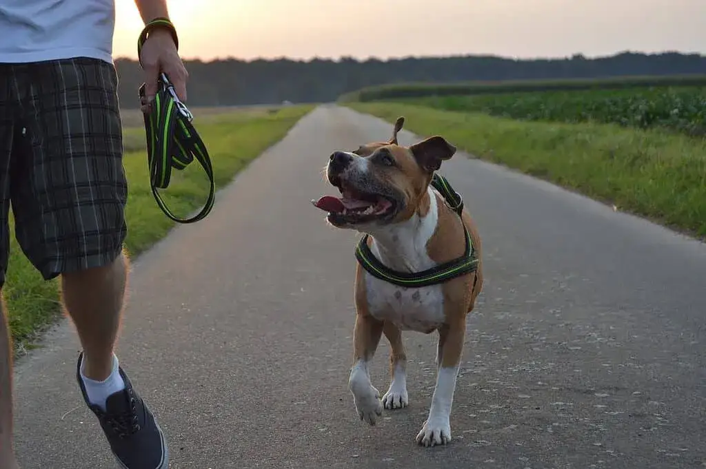 amstaff z właścicielem pozytywne szkolenie