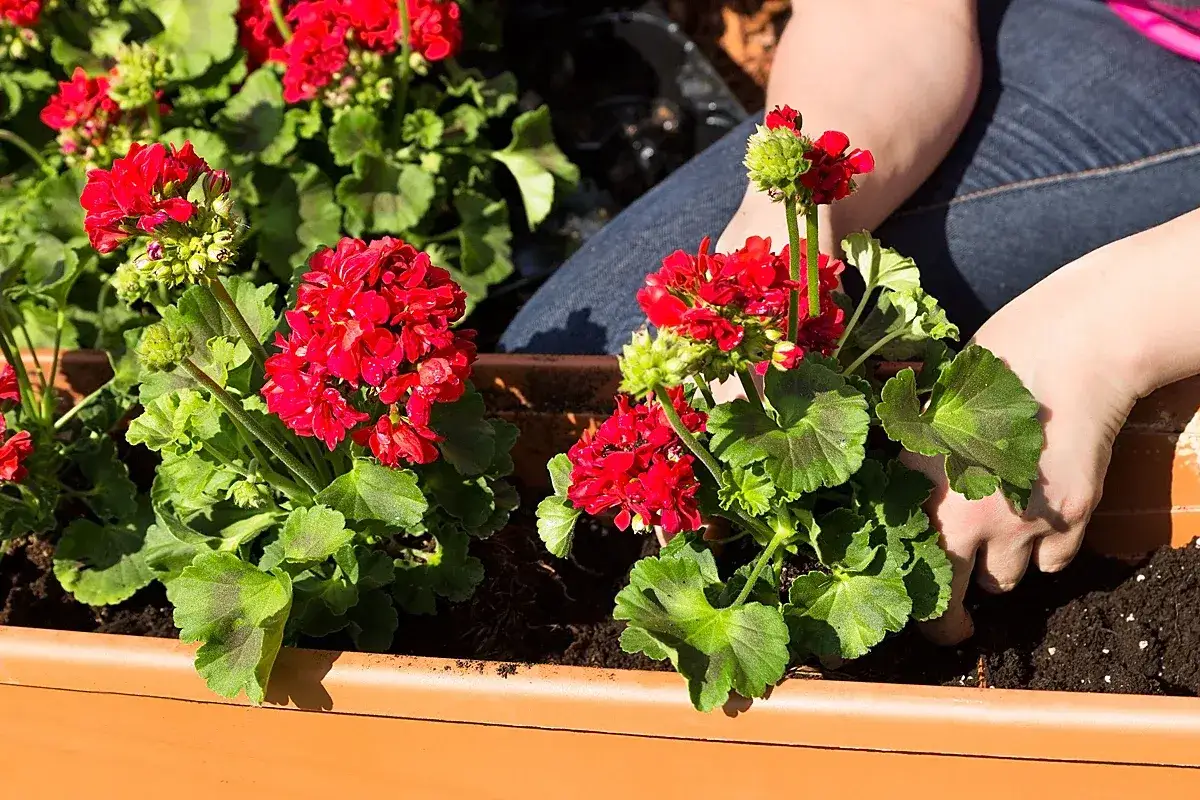Sadzenie czerwonych pelargonii w słonecznym dniu. Czy pelargonia lubi słońce? Tak, te piękne kwiaty kwitną obficie w pełnym słońcu.