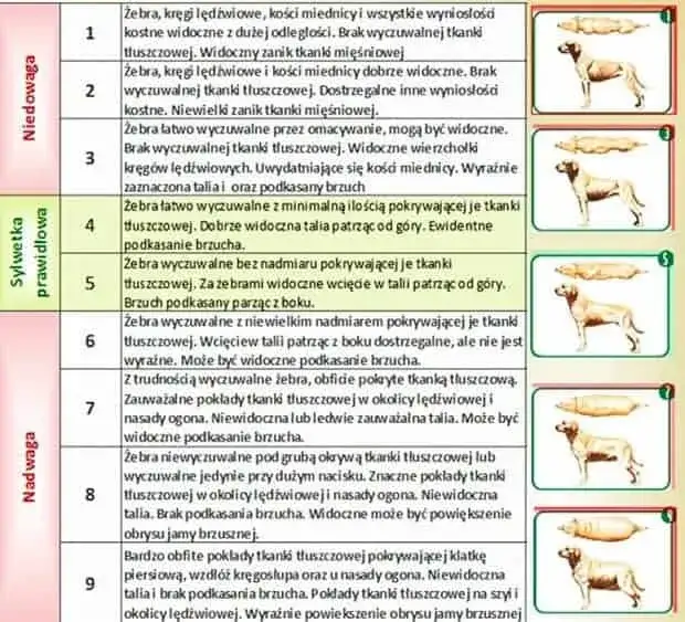 skala kondycji ciała psa golden retriever