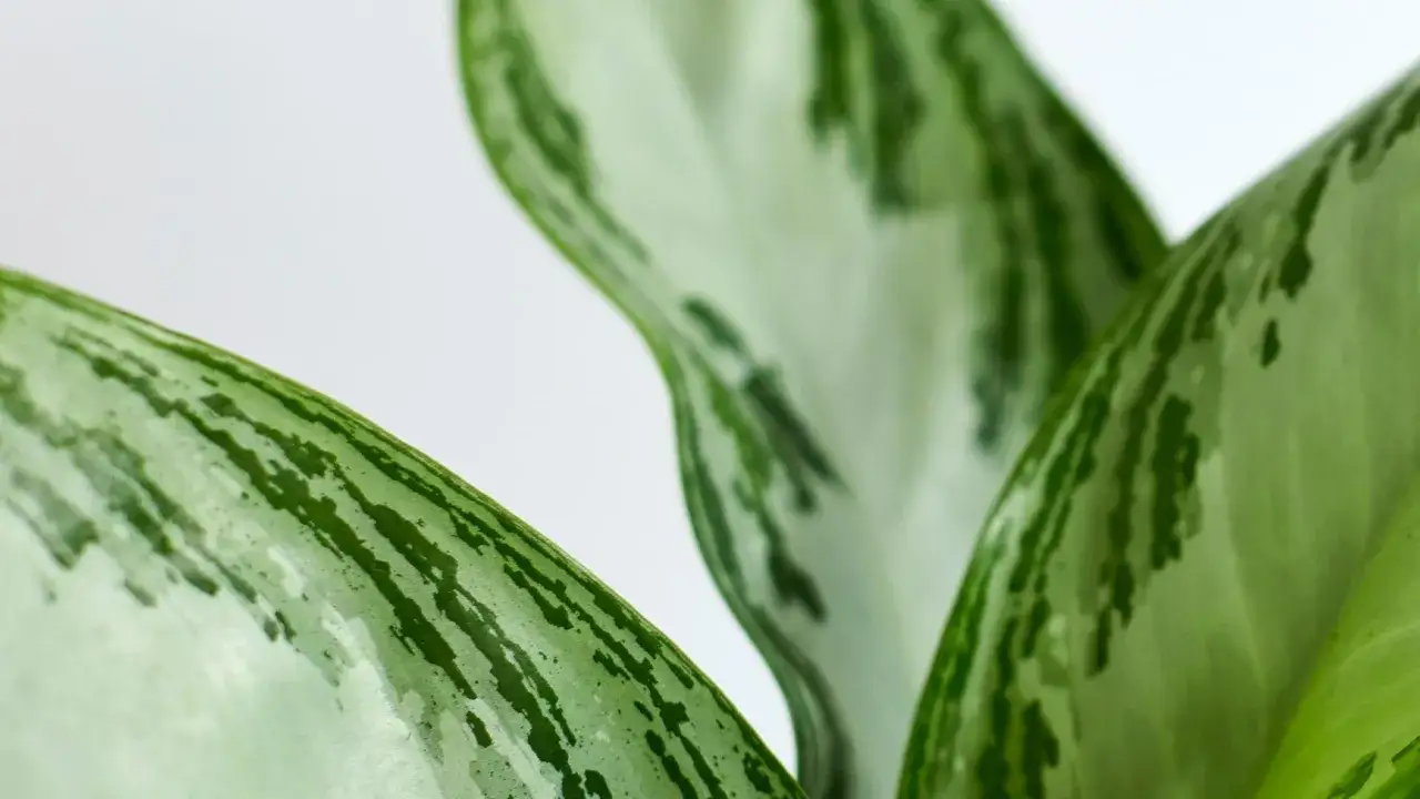 Liście kwiatu aglaonema o zielono-srebrzystym wzorze, tworzące delikatną kompozycję na jasnym tle.