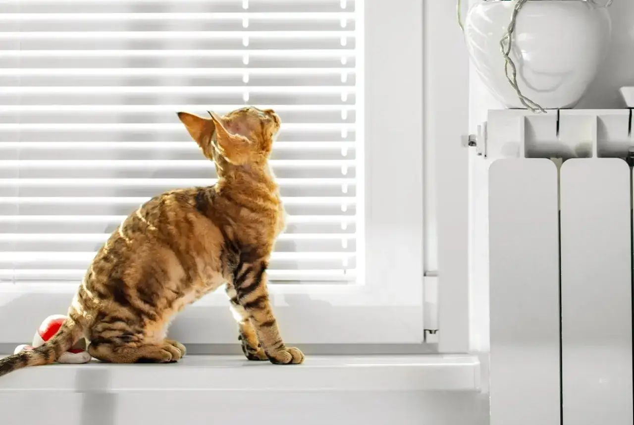 Zwinny kot rasy devon rex, kt&oacute;ry żyje długo, siedzi na parapecie, wpatrując się w okno.