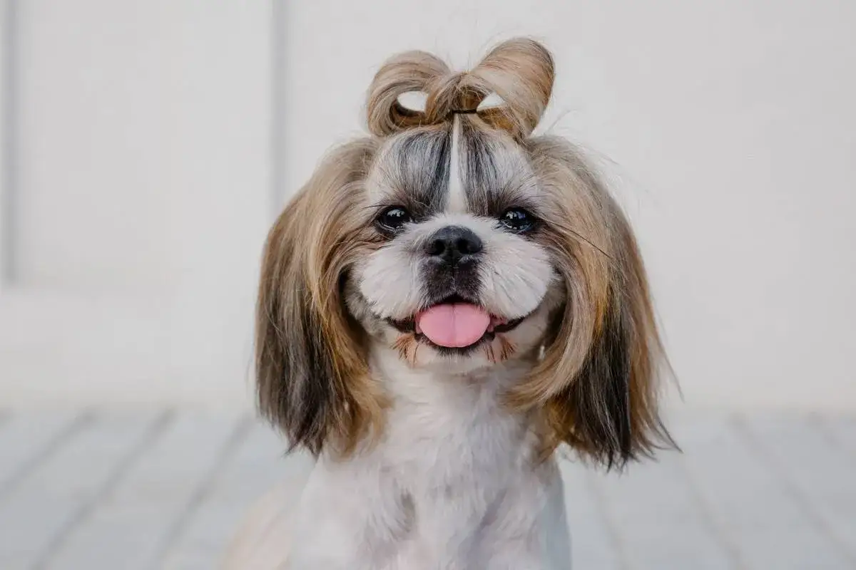 Uroczy shih tzu obcięty na krótko, z kokardką na głowie, radośnie się uśmiecha.