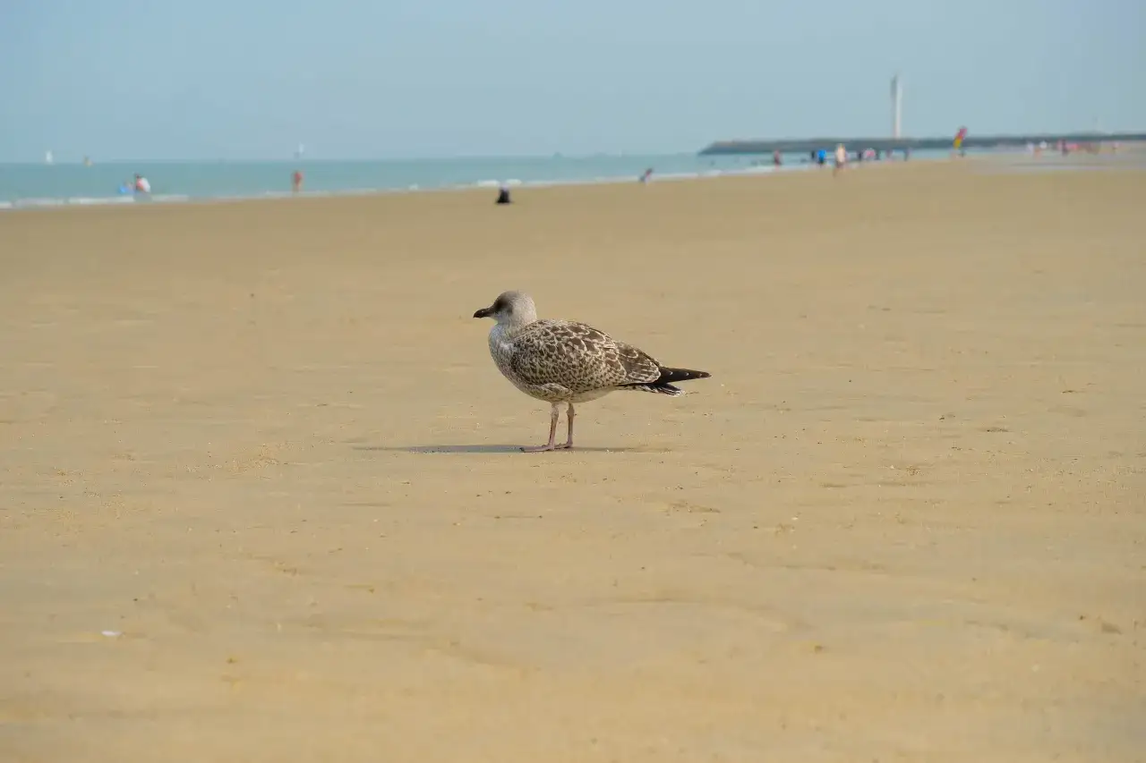 Mewa na piaszczystej plaży, w tle morze i ludzie. To dowód, że czy Belgia ma dostęp do morza.