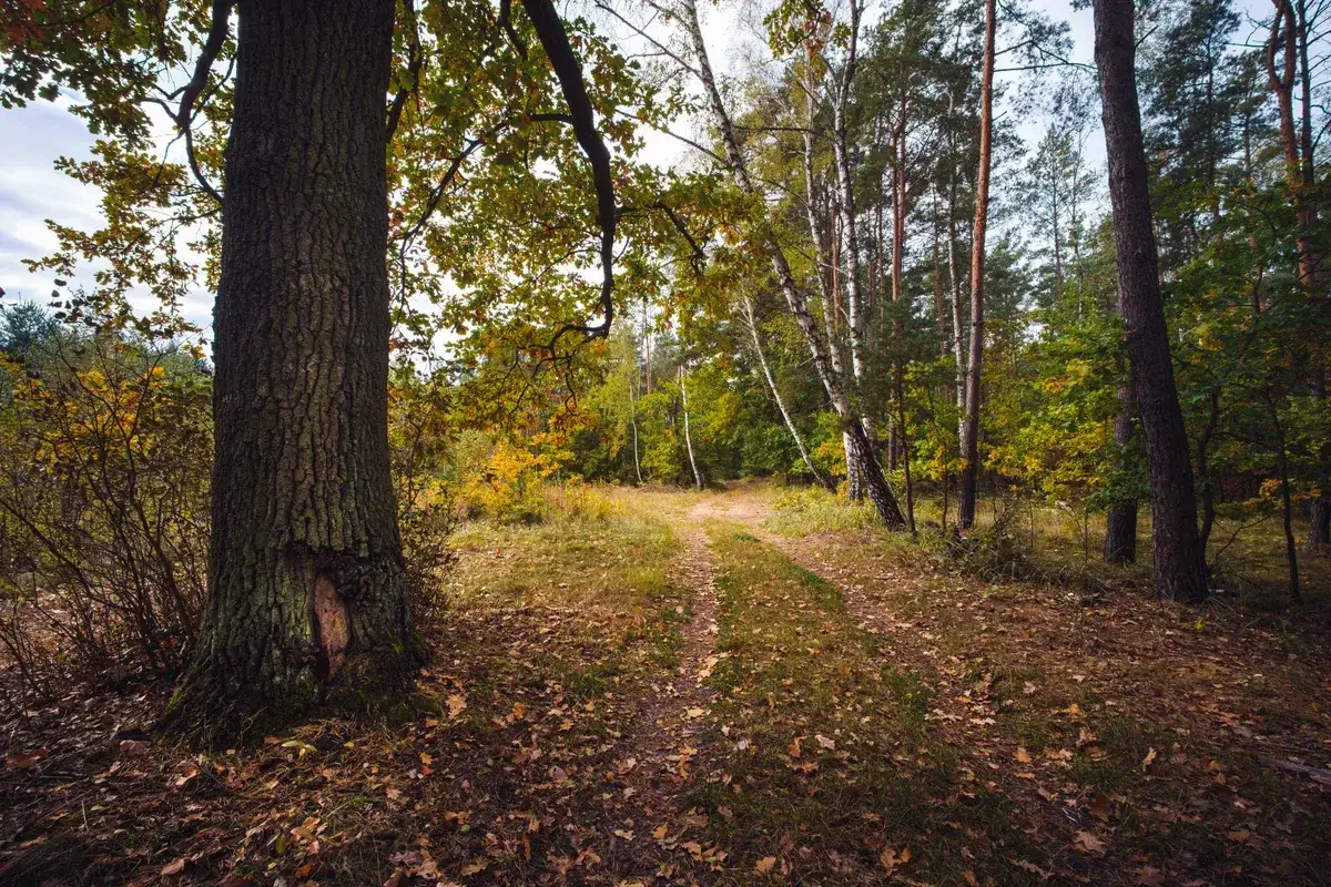 Jesienny las, idealne miejsce na spacer i odkrywanie fajnych miejsc niedaleko Warszawy na weekend.