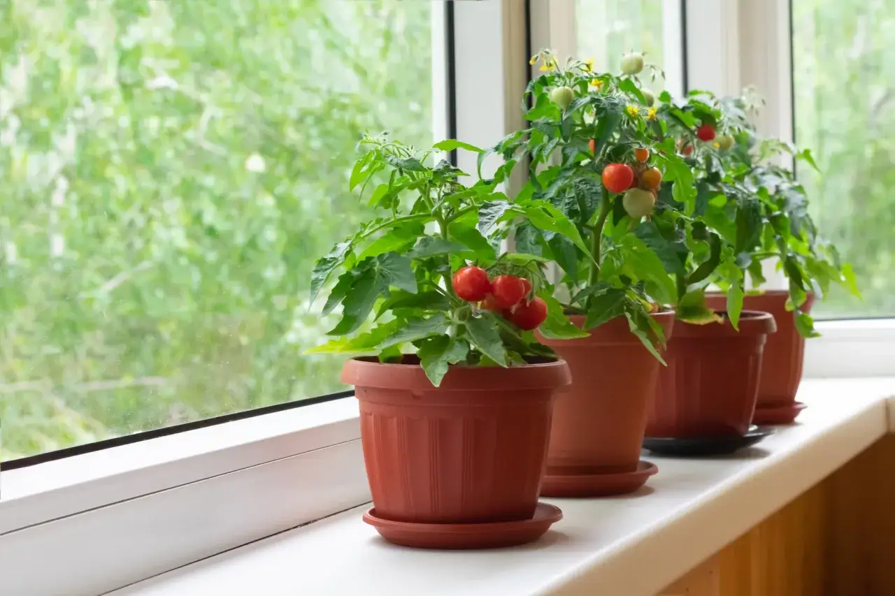 Pomodori in vaso sul davanzale, con frutti rossi e verdi maturi. Un piccolo orto domestico che promette un raccolto fresco.