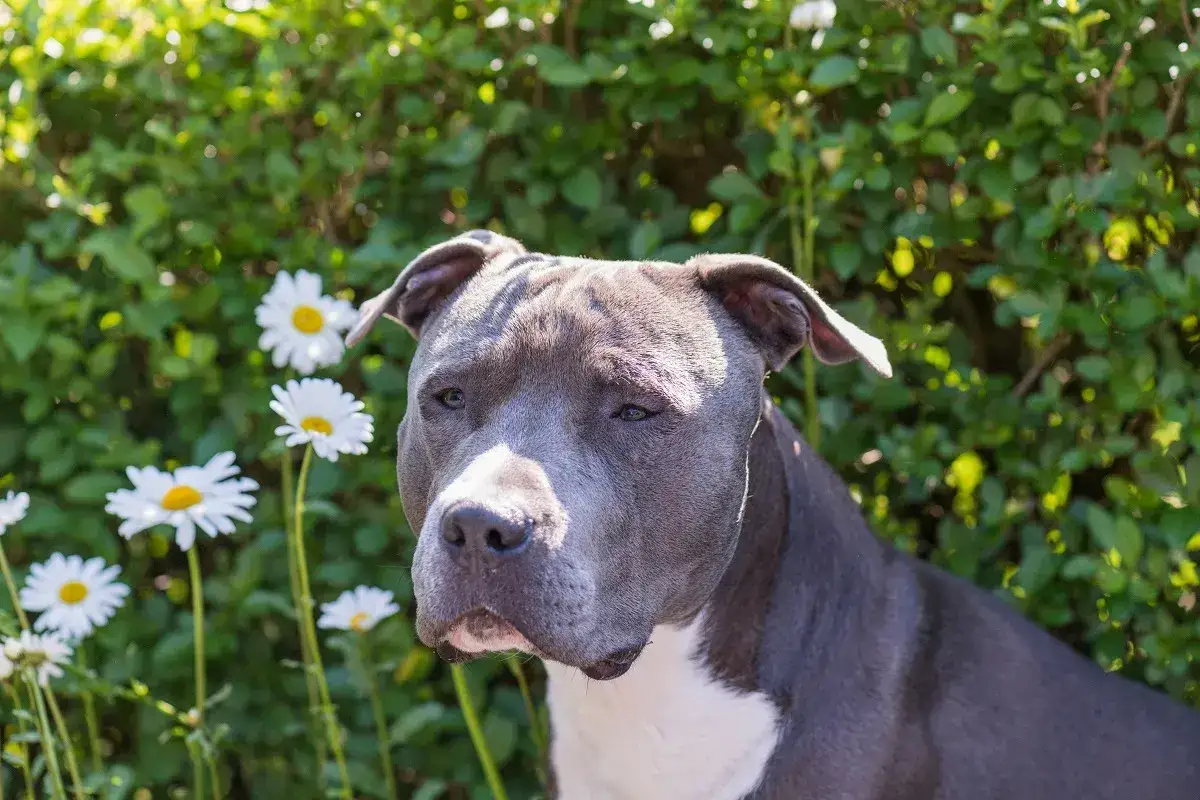 Amstaff z czerwonym nosem, w otoczeniu białych stokrotek i zielonych liści.