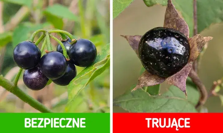 jagody wilcza jagoda por&oacute;wnanie