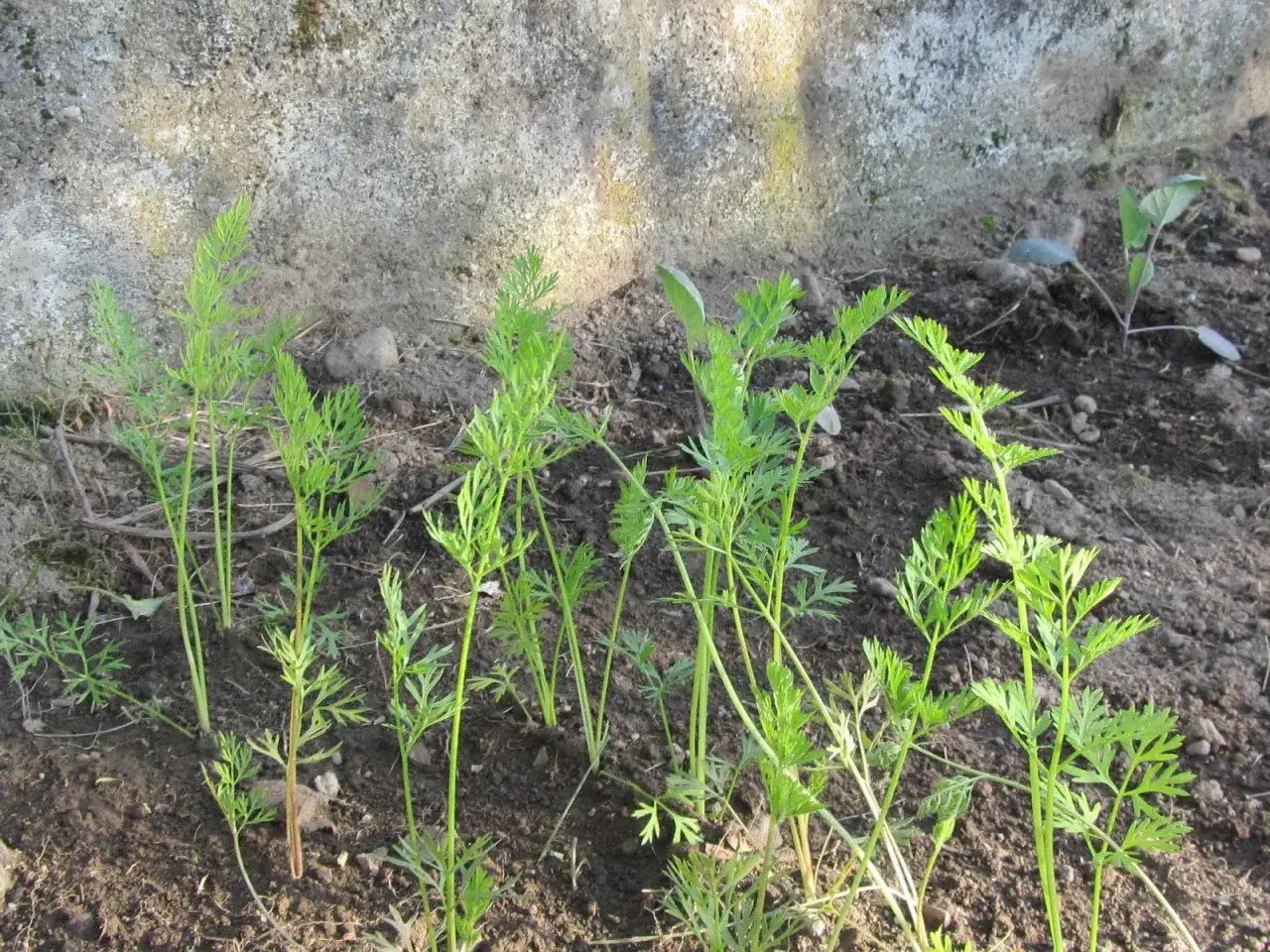 Giovani piantine di carote verdi e rigogliose nel terreno, pronte per essere coltivate e raccolte.