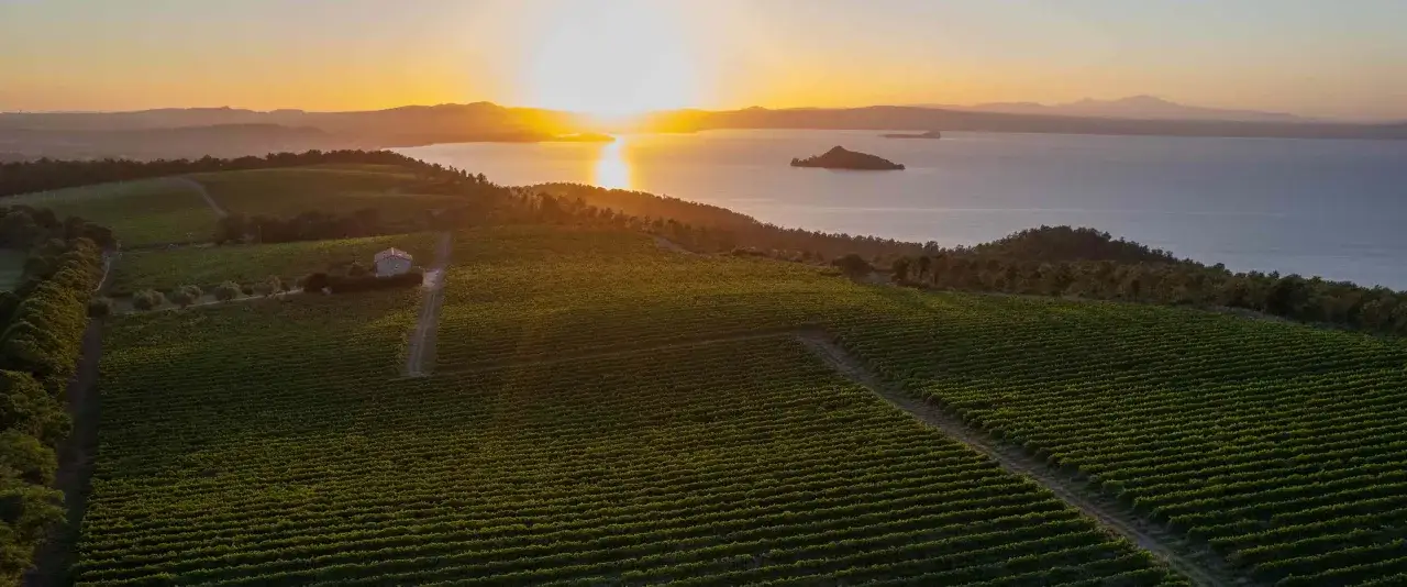 Vigneti rigogliosi al tramonto, con un lago e isole sullo sfondo. Qui nasce il nostro est est est vino.