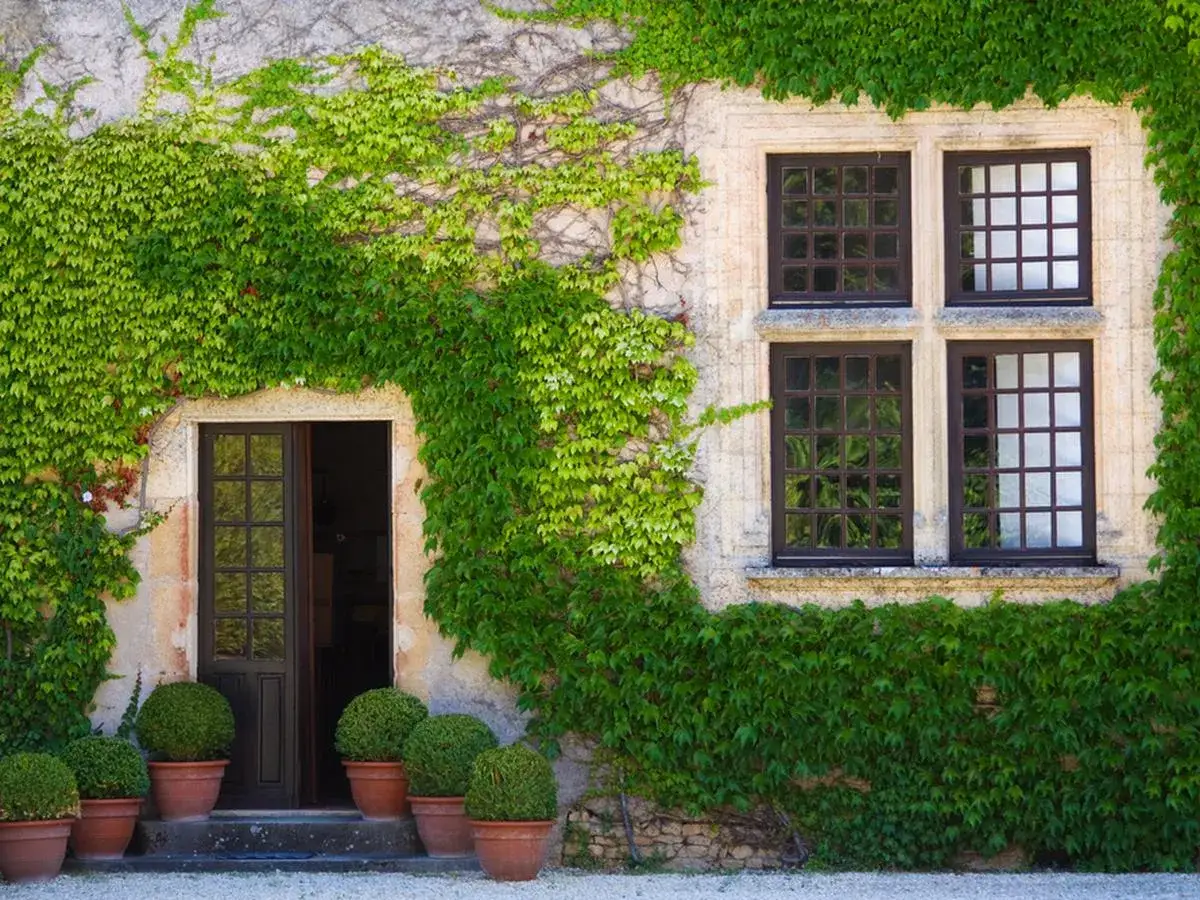 Verde exuberante cubre la fachada de piedra, con enredaderas que act&uacute;an como **plantas para tapar muros**. Una puerta abierta y ventanas enrejadas se asoman entre el follaje.