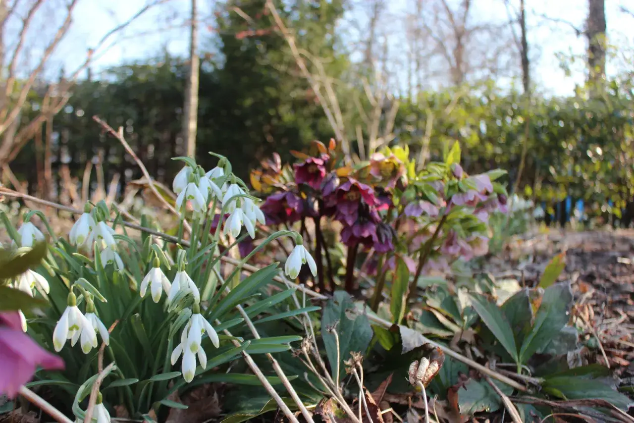 Vitsippor och m&ouml;rklila julros perenn blommar i solljus. En vacker v&aring;rscen i tr&auml;dg&aring;rden.