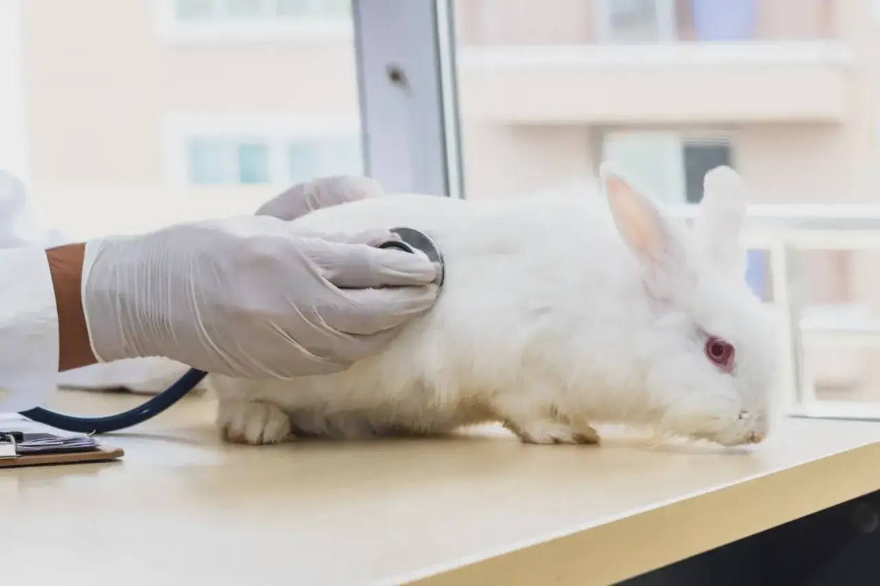 Tierarzt h&ouml;rt mit Stethoskop auf den **Kaninchen Bauch**, ob er **gluckert**.