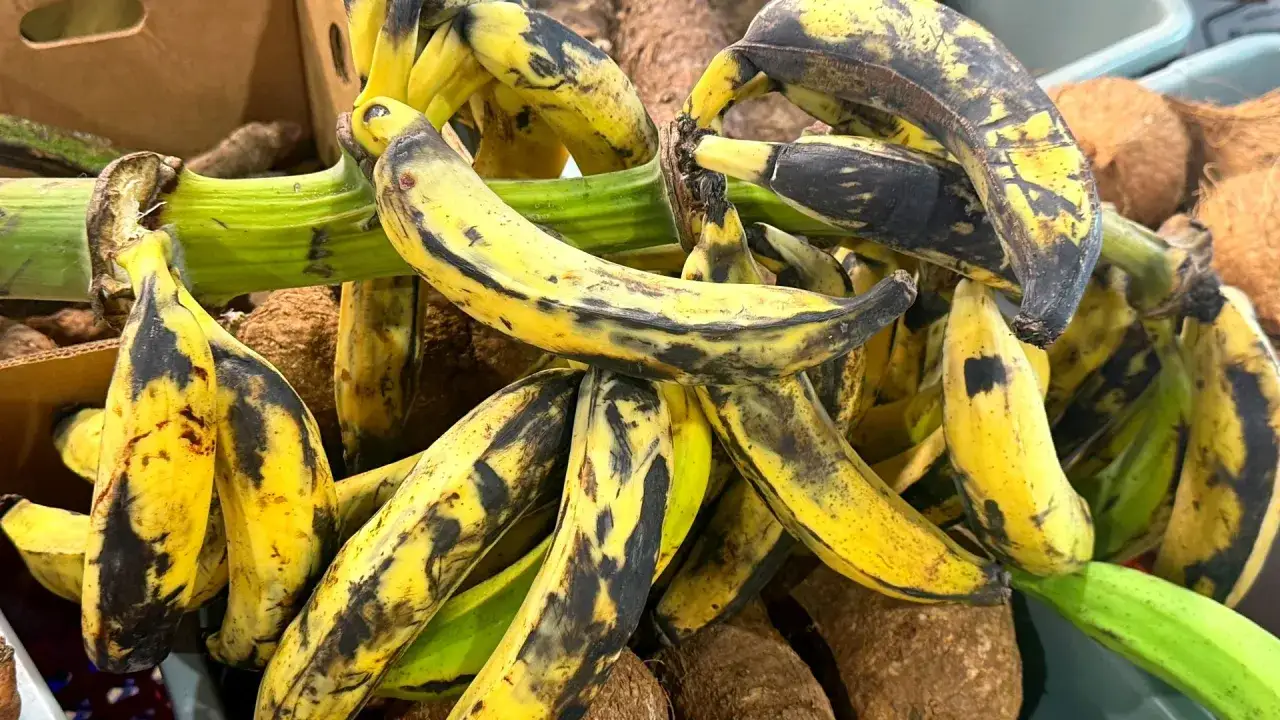 Kupka dojrzałych bananów, niektóre z czarnymi plamami. Czy banan jest lekkostrawny? Tak, dojrzałe banany są łatwo strawne.