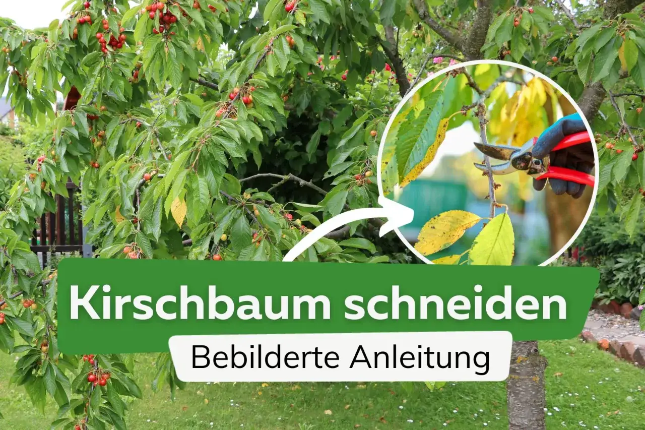Ein Kirschbaum schneiden: Eine bebilderte Anleitung zeigt, wie man mit einer Gartenschere einen Ast kürzt.
