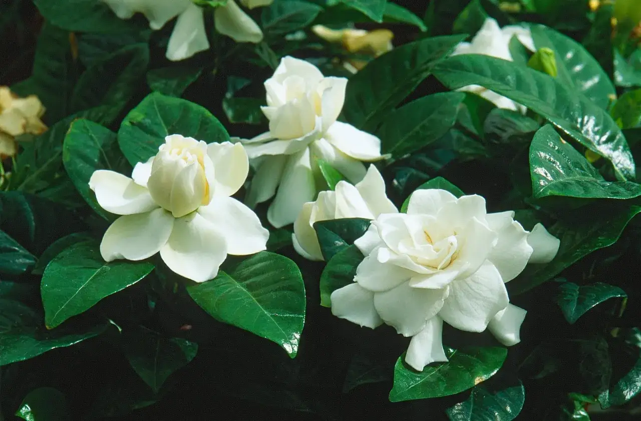 Magnifiques fleurs de gardenia blanches et parfumées. Un aperçu de leur entretien pour une floraison éclatante.