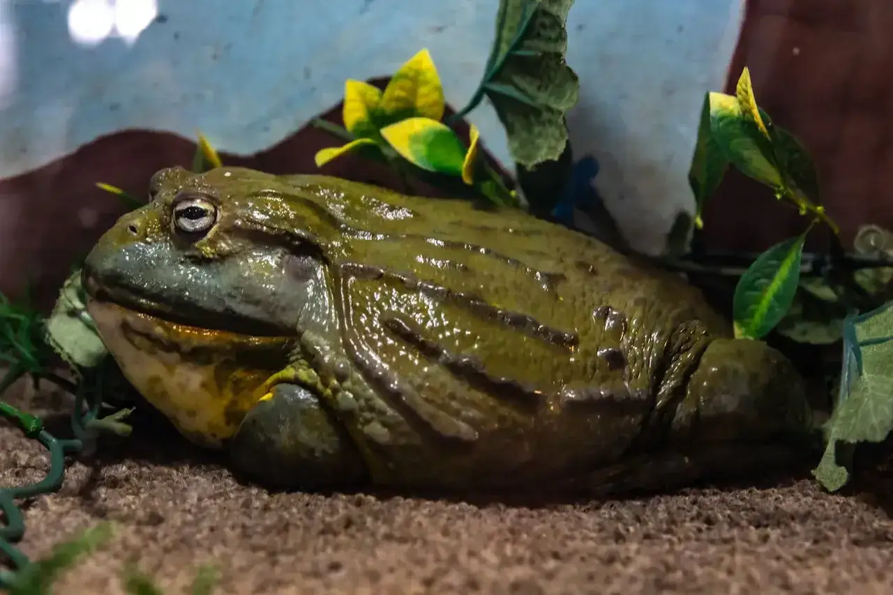 Ogromny, zielony bullfrog leży na ziemi, otoczony sztuczną roślinnością.
