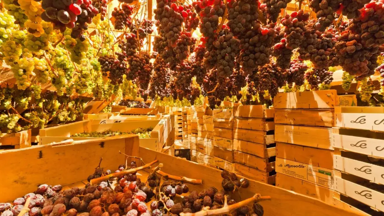 Grappes de raisins suspendues, pr&ecirc;tes pour le vin paill&eacute;. Des caisses en bois remplies de fruits attendent la transformation.