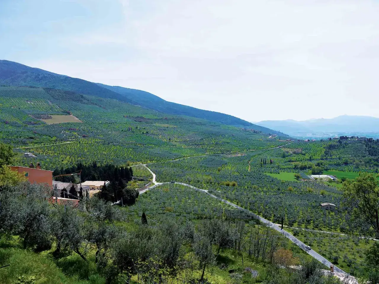 Colline verdi e uliveti a perdita d'occhio, con case sparse e una strada tortuosa. Un paesaggio incantevole di Trevi, Umbria.
