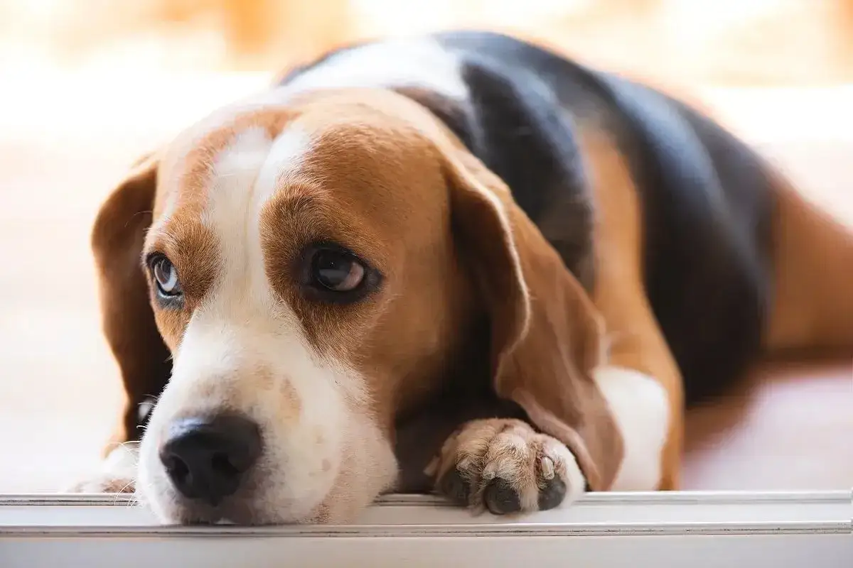 Smutny beagle leży, myśląc o tym, jak jego **lipaza u psa** może wpływać na trawienie.