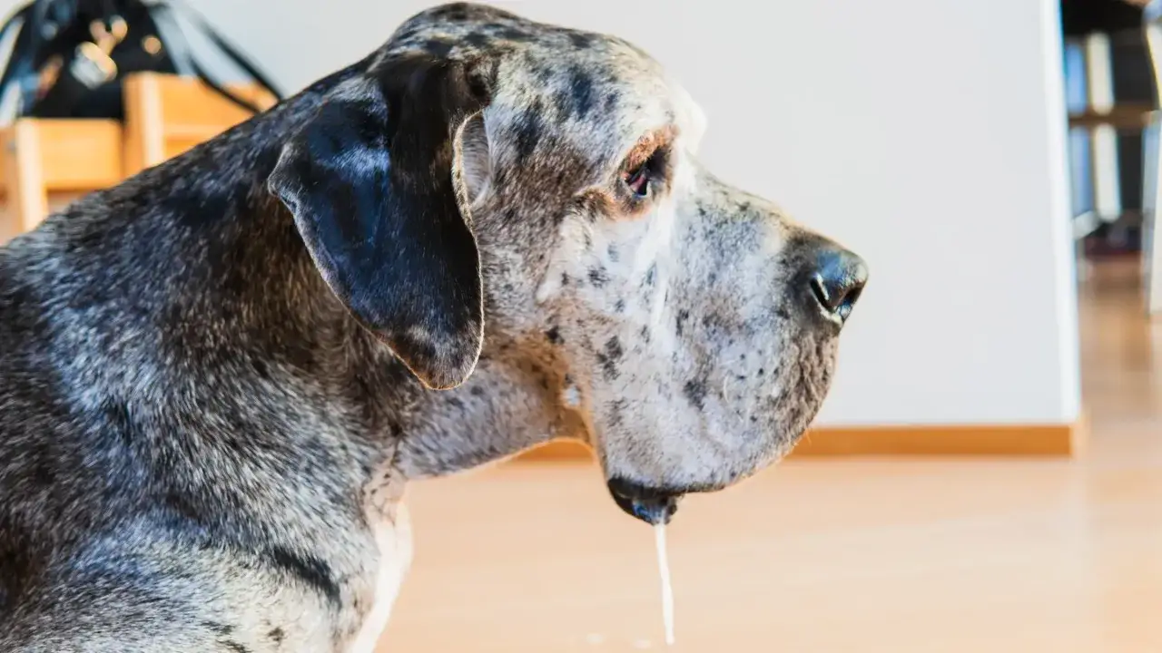 Osowiały dog rasy dog niemiecki ślini się, jego ślina kapie na podłogę.