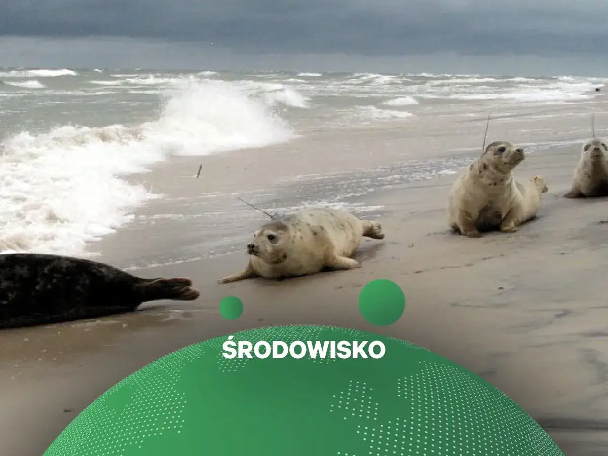 Foki odpoczywają na plaży, a mewia łacha unosi się nad wzburzonym morzem. W tle widać falujące morze i zachmurzone niebo.