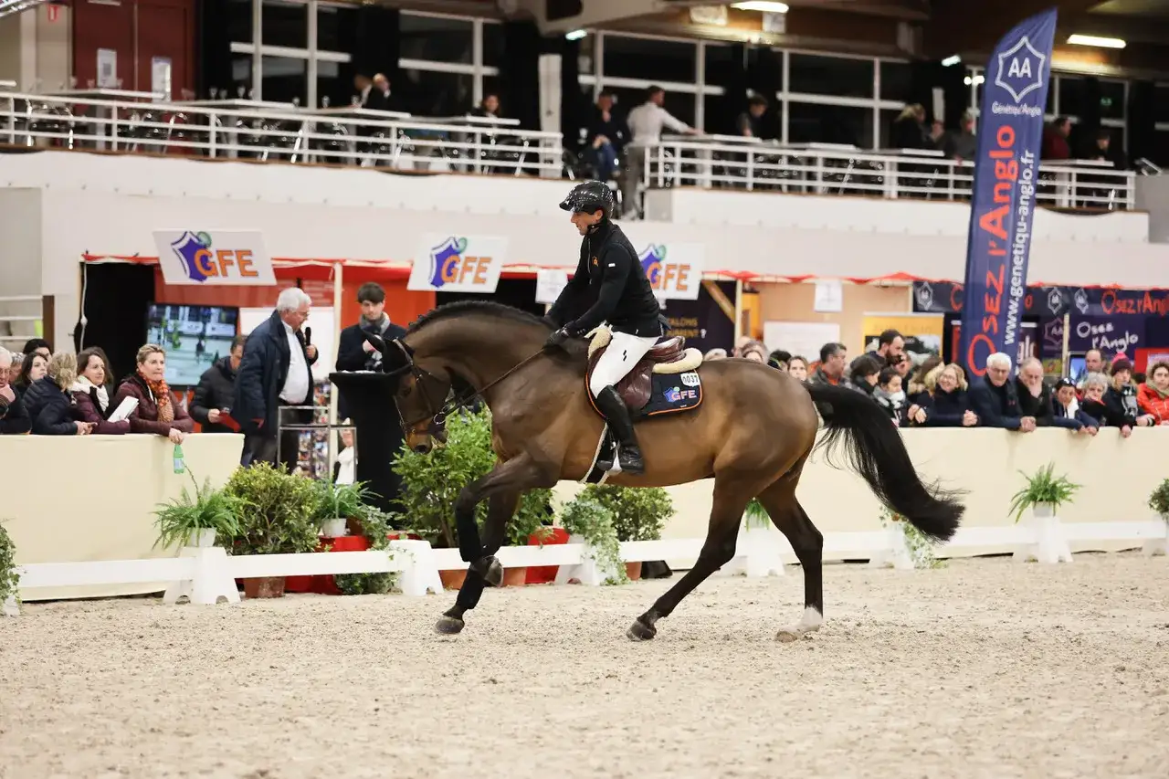 Un magnifique étalon bai, monté par un cavalier en tenue d'équitation, évolue sur le sable d'une carrière. Le public observe attentivement cette démonstration.