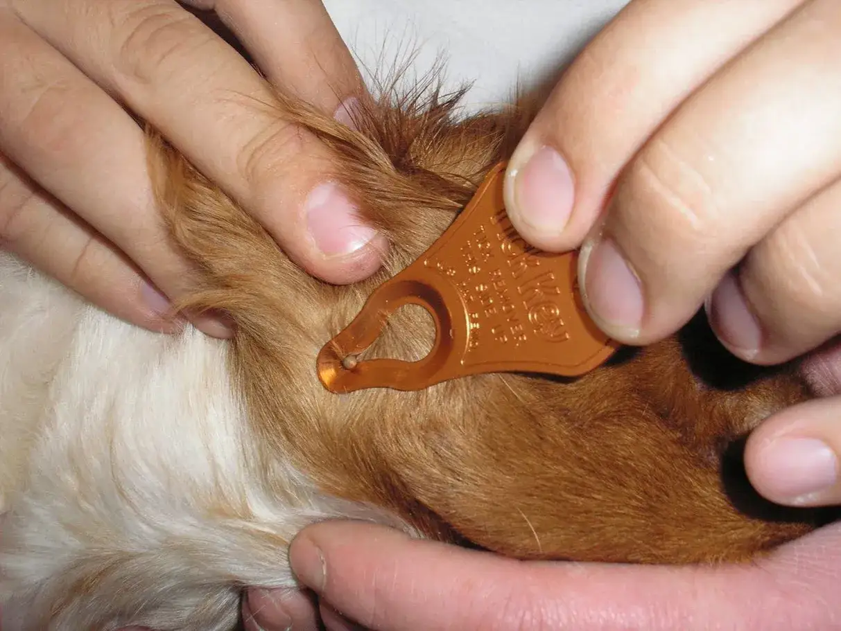 Extrayendo una garrapata de un perro con una herramienta especial.