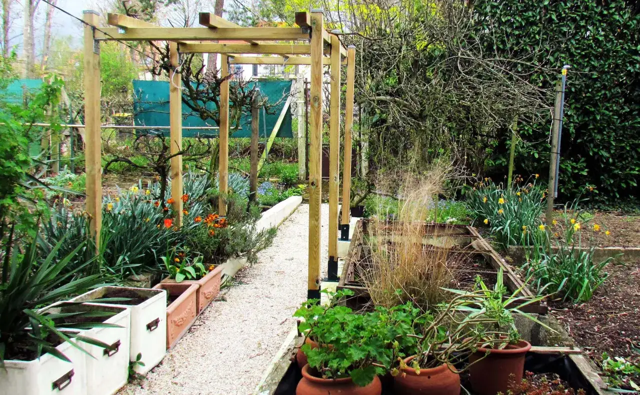 Un chemin de gravier serpente sous une structure en bois, un schema taille vigne grimpante. Des fleurs jaunes et oranges égayent le jardin.