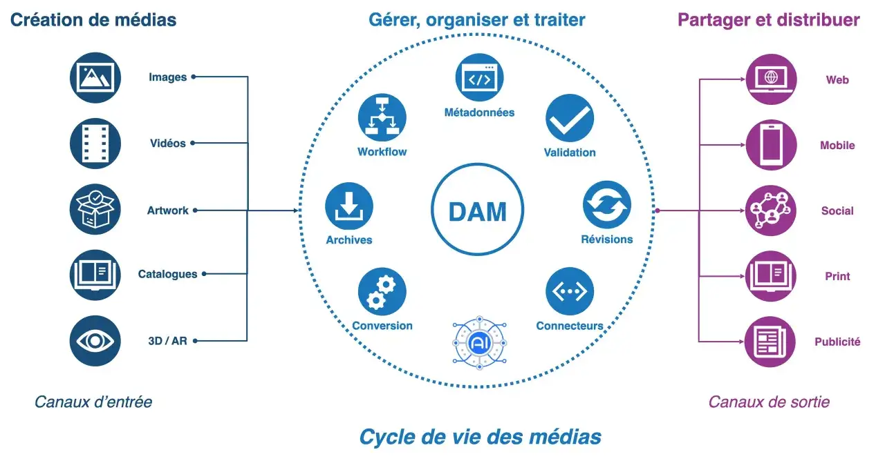 Sch&eacute;ma du cycle de vie des m&eacute;dias : cr&eacute;ation, gestion (DAM), et distribution. Le **digital asset management** organise m&eacute;tadonn&eacute;es, workflows, validation, r&eacute;visions, conversion et connecteurs.