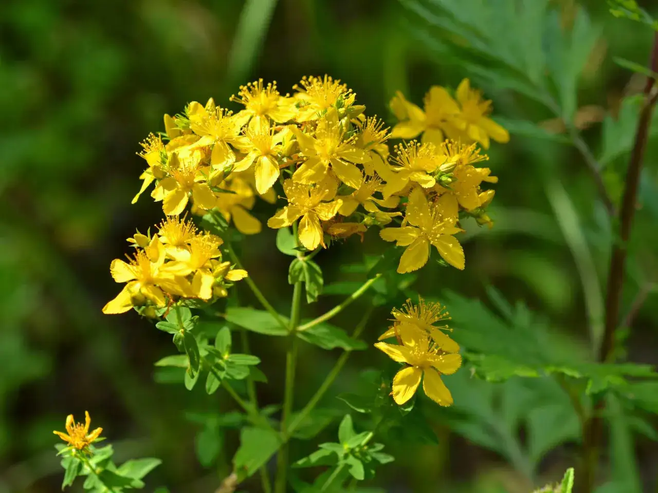 Ein Strau&szlig; leuchtend gelber Bl&uuml;ten der Johanniskraut Pflanze, im sanften Gr&uuml;n des Sommers.