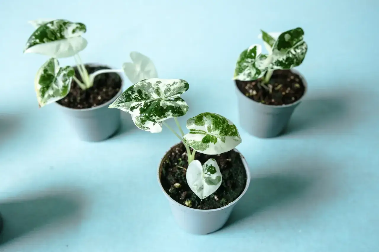 Trzy małe alocasia frydek variegata w szarych doniczkach na jasnoniebieskim tle. Liście mają unikalne biało-zielone wzory.