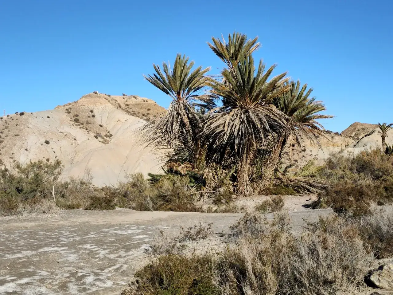 Palmeras en un oasis del desierto de Tabernas, con colinas áridas y cielo azul.